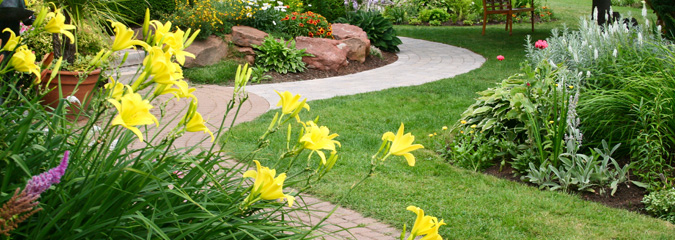 Garden with daffodils