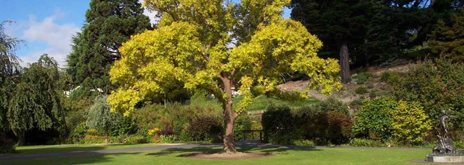 Tree surgery